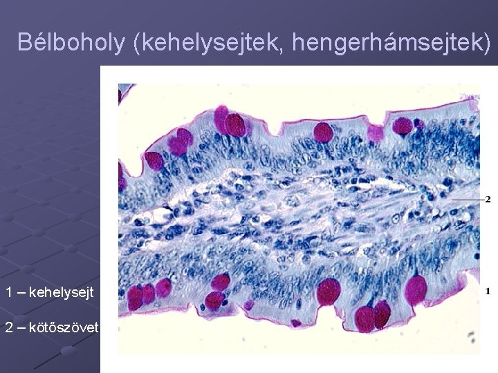 Bélboholy (kehelysejtek, hengerhámsejtek) 1 – kehelysejt 2 – kötőszövet 