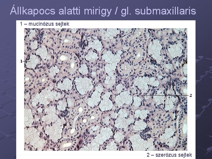 Állkapocs alatti mirigy / gl. submaxillaris 1 – mucinózus sejtek 2 – szerózus sejtek