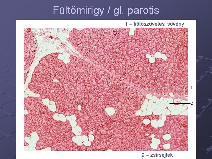 Fültőmirigy / gl. parotis 1 – kötőszövetes sövény 2 – zsírsejtek 