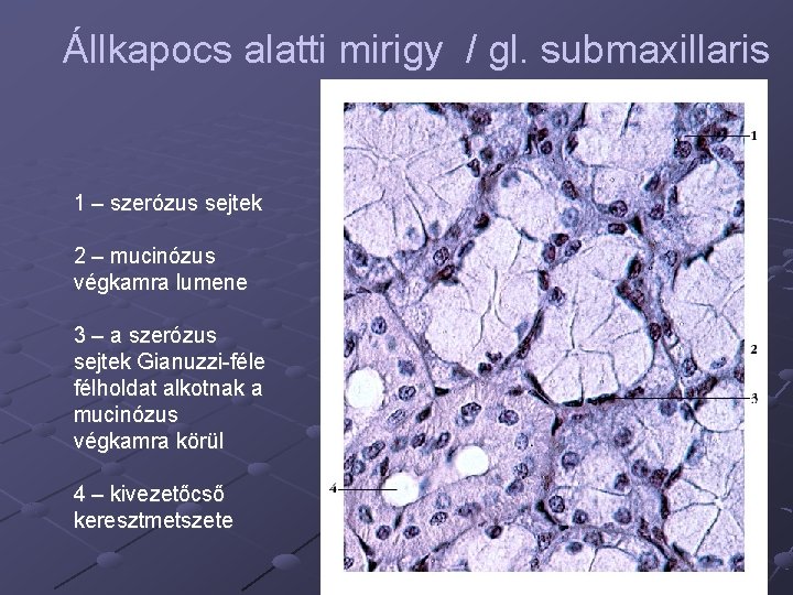 Állkapocs alatti mirigy / gl. submaxillaris 1 – szerózus sejtek 2 – mucinózus végkamra