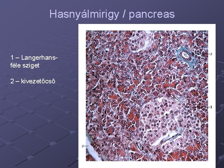 Hasnyálmirigy / pancreas 1 – Langerhansféle sziget 2 – kivezetőcső 