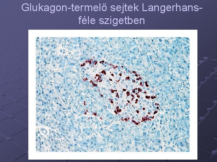 Glukagon-termelő sejtek Langerhansféle szigetben 