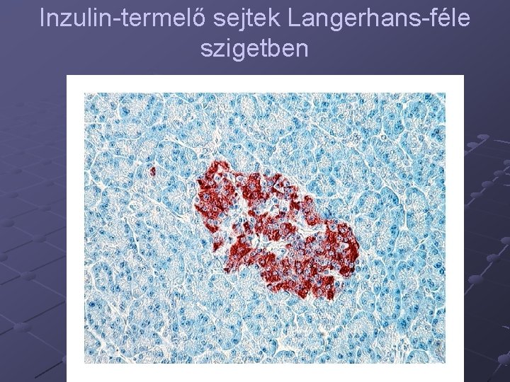 Inzulin-termelő sejtek Langerhans-féle szigetben 