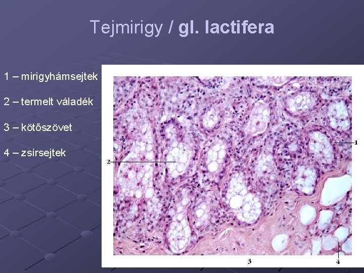 Tejmirigy / gl. lactifera 1 – mirigyhámsejtek 2 – termelt váladék 3 – kötőszövet