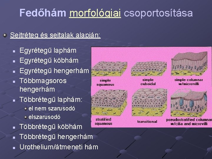 Fedőhám morfológiai csoportosítása Sejtréteg és sejtalak alapján: n n n Egyrétegű laphám Egyrétegű köbhám