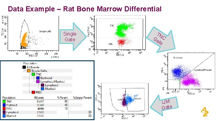 Data Example – Rat Bone Marrow Differential Single Gate TN Ga C te L/M