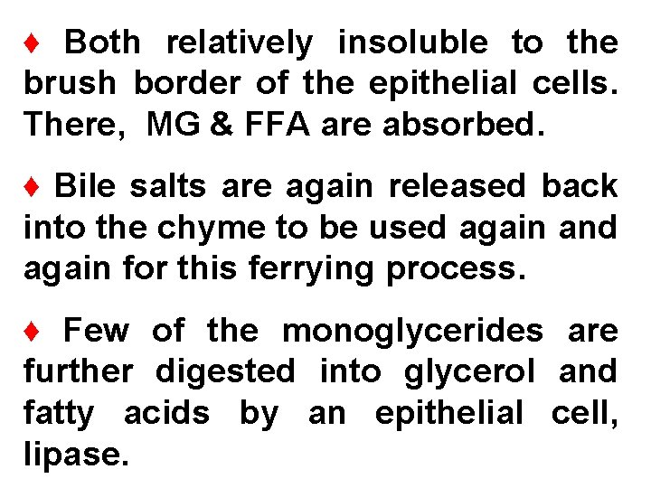 ♦ Both relatively insoluble to the brush border of the epithelial cells. There, MG