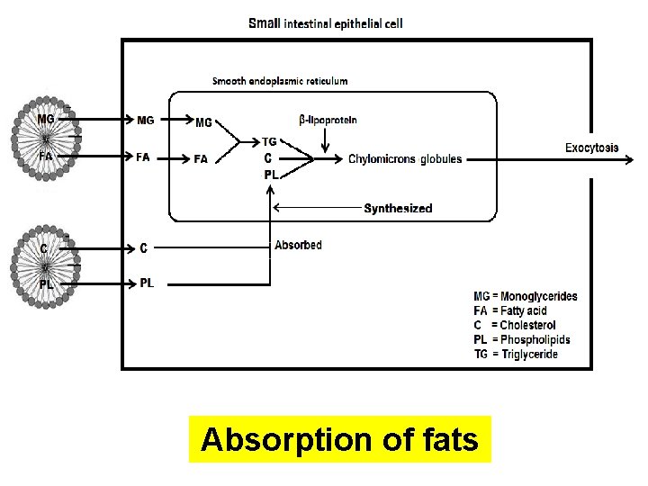 Absorption of fats 
