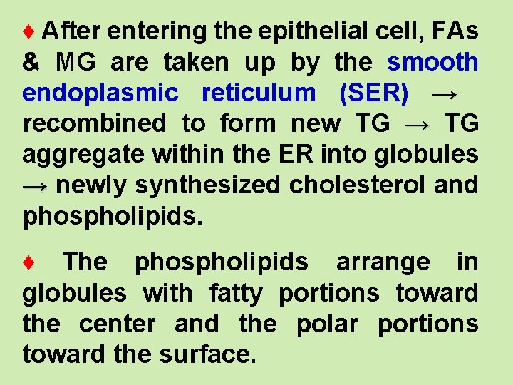 ♦ After entering the epithelial cell, FAs & MG are taken up by the