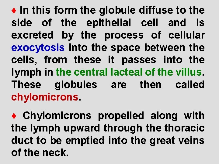 ♦ In this form the globule diffuse to the side of the epithelial cell