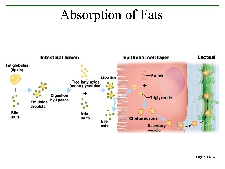 Absorption of Fats Figure 14. 14 