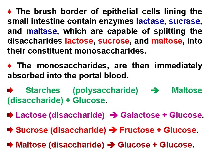 ♦ The brush border of epithelial cells lining the small intestine contain enzymes lactase,