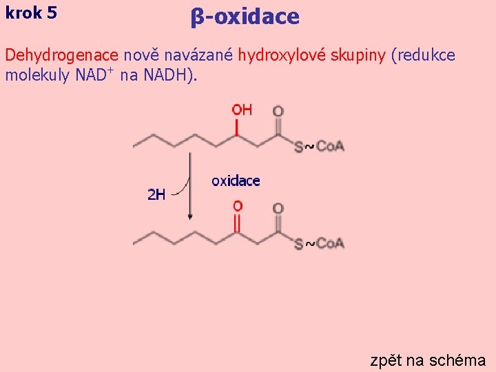 krok 5 β-oxidace Dehydrogenace nově navázané hydroxylové skupiny (redukce molekuly NAD+ na NADH). zpět