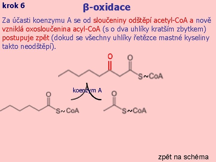 β-oxidace krok 6 Za účasti koenzymu A se od sloučeniny odštěpí acetyl-Co. A a