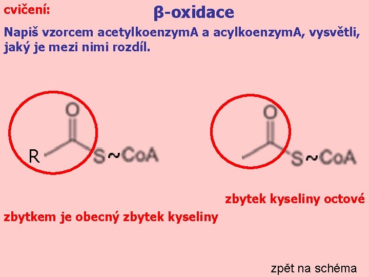 cvičení: β-oxidace Napiš vzorcem acetylkoenzym. A a acylkoenzym. A, vysvětli, jaký je mezi nimi