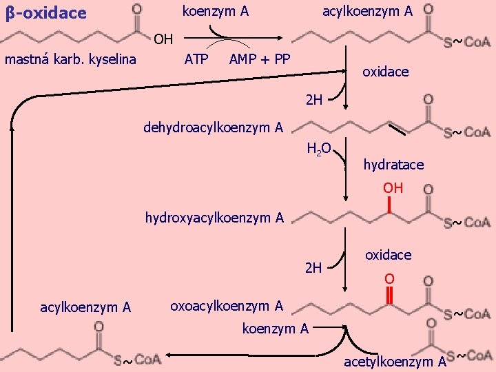 obr. 1 β-oxidace koenzym A acylkoenzym A OH mastná karb. kyselina ~ ATP AMP