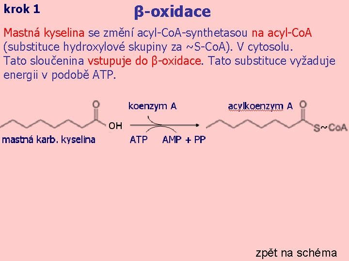 krok 1 β-oxidace Mastná kyselina se změní acyl-Co. A-synthetasou na acyl-Co. A (substituce hydroxylové
