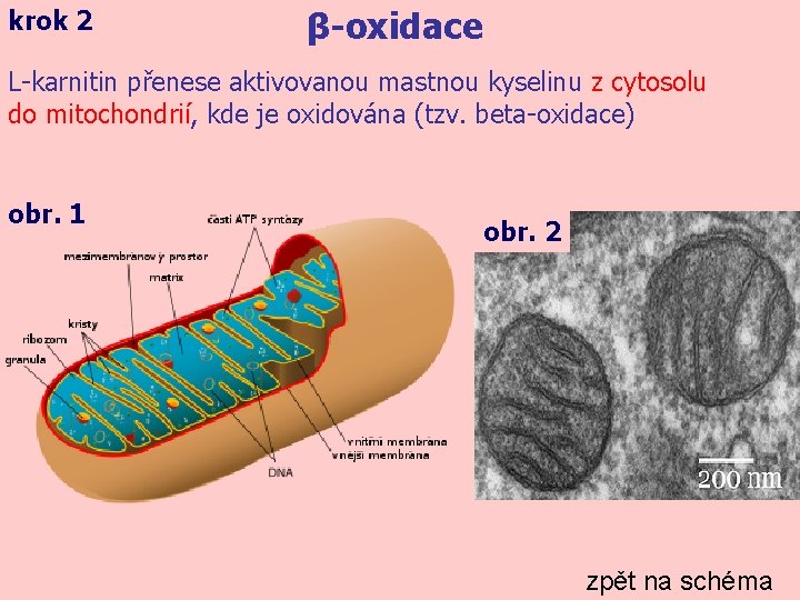 krok 2 β-oxidace L-karnitin přenese aktivovanou mastnou kyselinu z cytosolu do mitochondrií, kde je