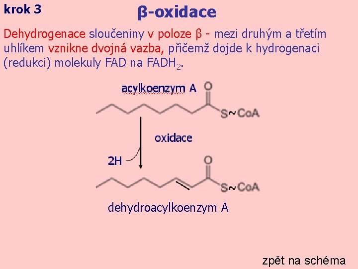krok 3 β-oxidace Dehydrogenace sloučeniny v poloze β - mezi druhým a třetím uhlíkem