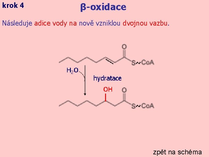 krok 4 β-oxidace Následuje adice vody na nově vzniklou dvojnou vazbu. zpět na schéma
