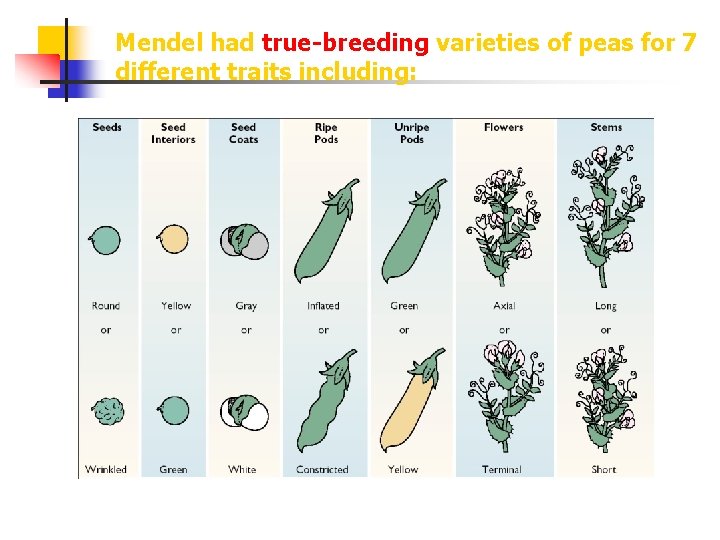 Mendel had true-breeding varieties of peas for 7 different traits including: 
