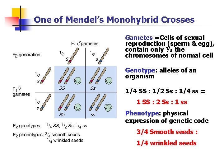 One of Mendel’s Monohybrid Crosses Gametes =Cells of sexual reproduction (sperm & egg), contain