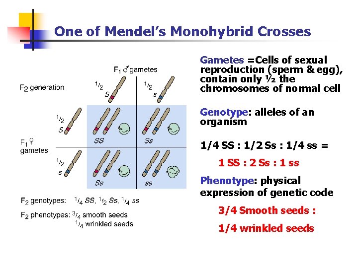 One of Mendel’s Monohybrid Crosses Gametes =Cells of sexual reproduction (sperm & egg), contain One of Mendel’s Monohybrid Crosses Gametes =Cells of sexual reproduction (sperm & egg), contain