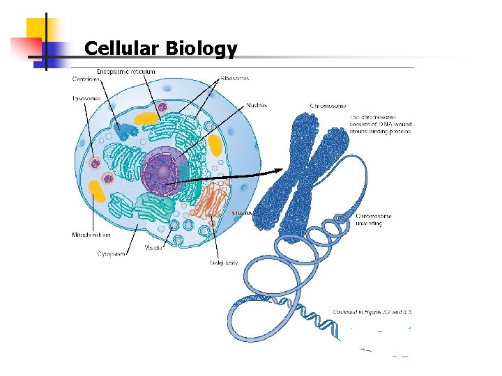 Cellular Biology 