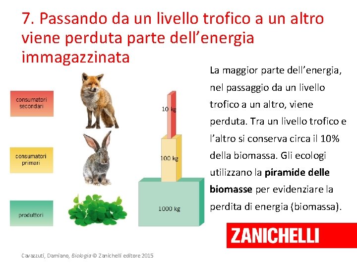 7. Passando da un livello trofico a un altro viene perduta parte dell’energia immagazzinata