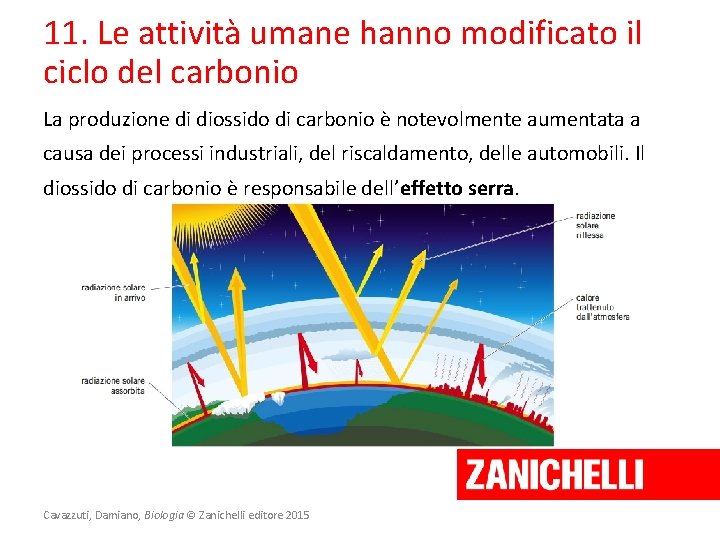 11. Le attività umane hanno modificato il ciclo del carbonio La produzione di diossido