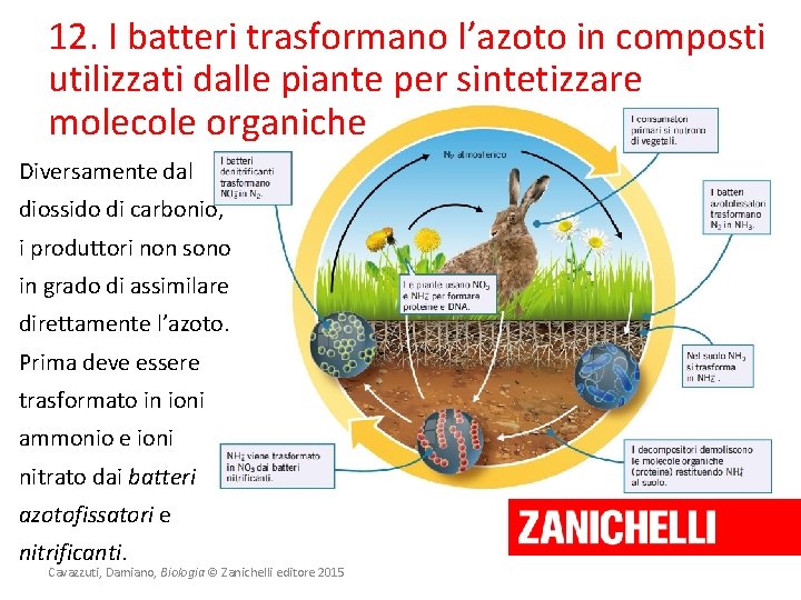 12. I batteri trasformano l’azoto in composti utilizzati dalle piante per sintetizzare molecole organiche