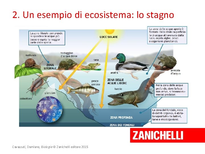 2. Un esempio di ecosistema: lo stagno Cavazzuti, Damiano, Biologia © Zanichelli editore 2015