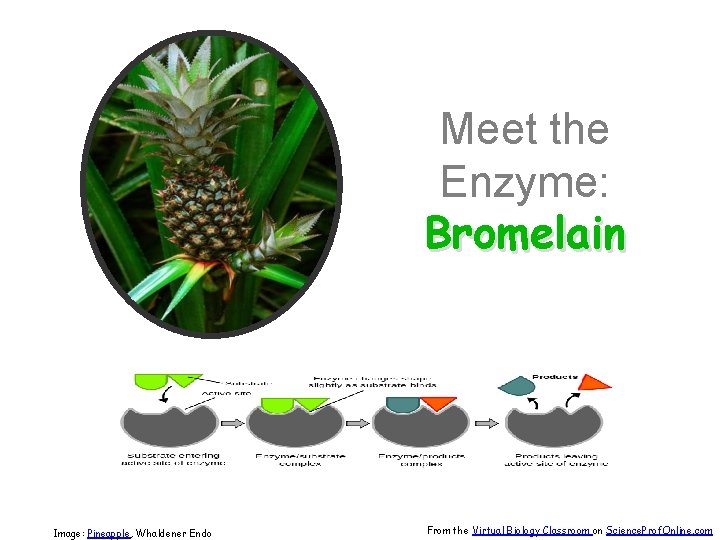 Meet the Enzyme: Bromelain Image: Pineapple, Whaldener Endo From the Virtual Biology Classroom on