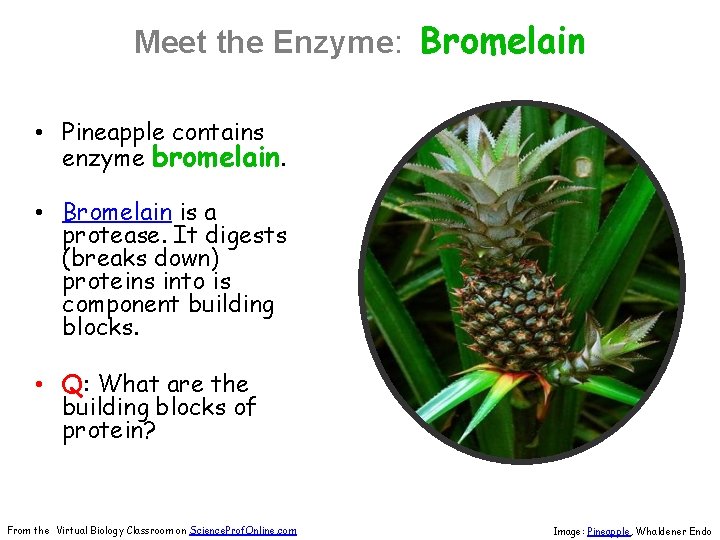 Meet the Enzyme: Bromelain • Pineapple contains enzyme bromelain. • Bromelain is a protease.