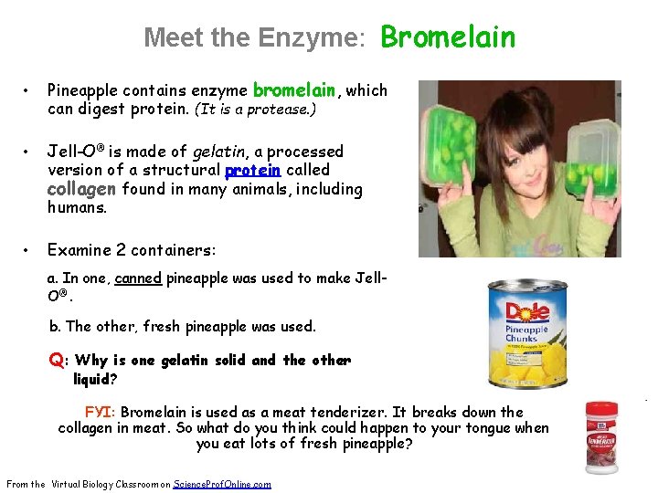 Meet the Enzyme: Bromelain • Pineapple contains enzyme bromelain, which can digest protein. (It