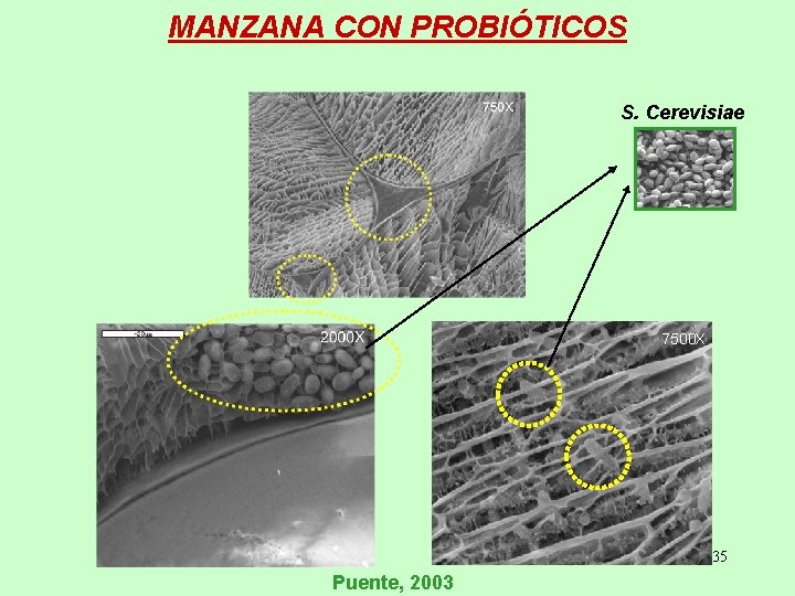 MANZANA CON PROBIÓTICOS S. Cerevisiae 7500 X 35 Puente, 2003 