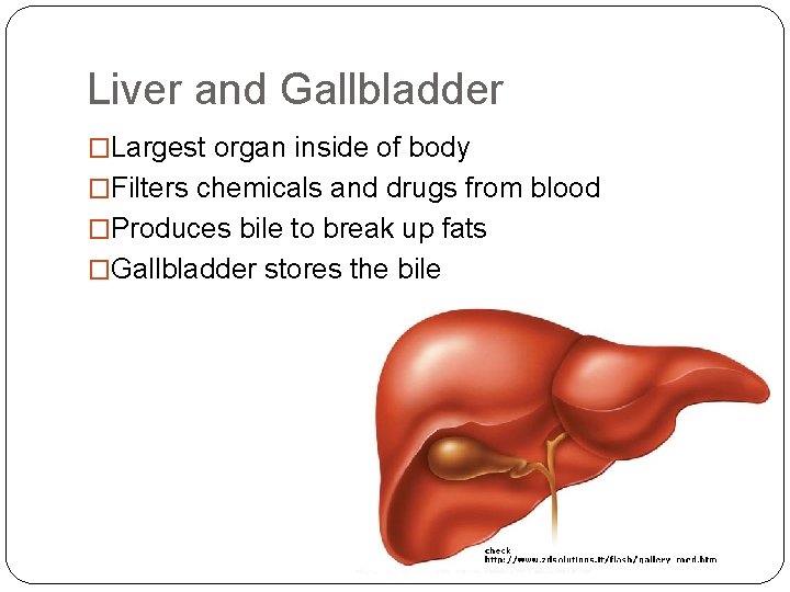 Liver and Gallbladder �Largest organ inside of body �Filters chemicals and drugs from blood