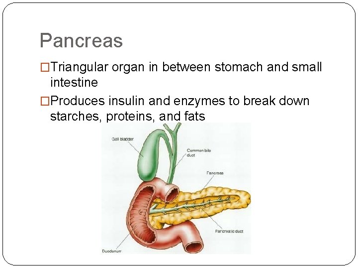 Pancreas �Triangular organ in between stomach and small intestine �Produces insulin and enzymes to