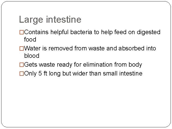 Large intestine �Contains helpful bacteria to help feed on digested food �Water is removed