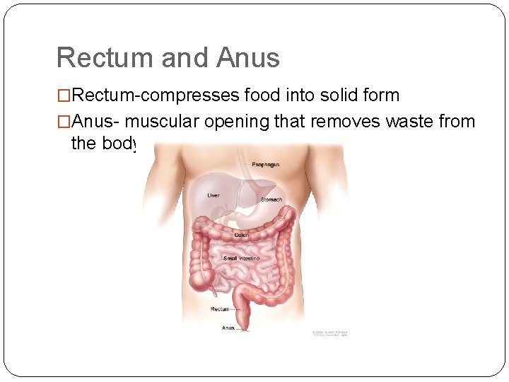 Rectum and Anus �Rectum-compresses food into solid form �Anus- muscular opening that removes waste