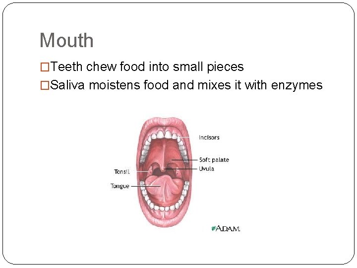 Mouth �Teeth chew food into small pieces �Saliva moistens food and mixes it with