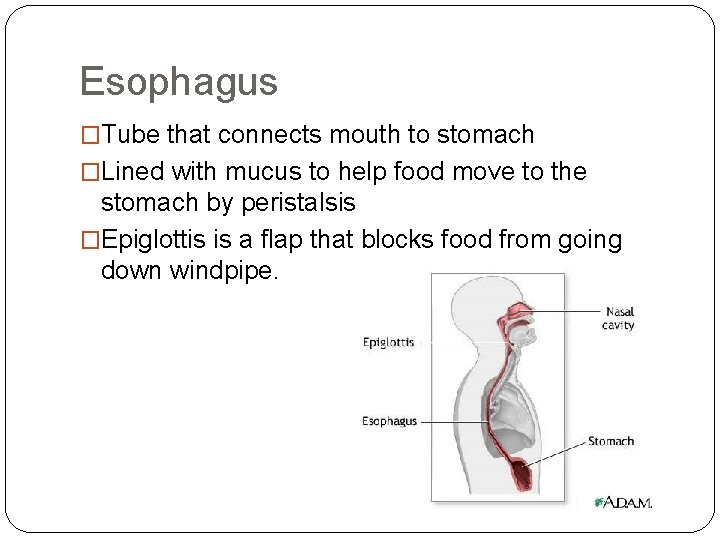 Esophagus �Tube that connects mouth to stomach �Lined with mucus to help food move