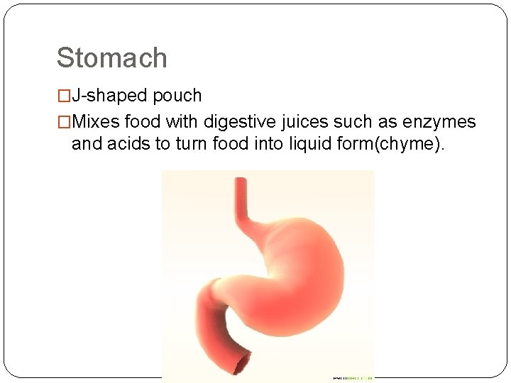 Stomach �J-shaped pouch �Mixes food with digestive juices such as enzymes and acids to