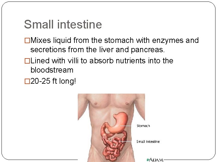 Small intestine �Mixes liquid from the stomach with enzymes and secretions from the liver