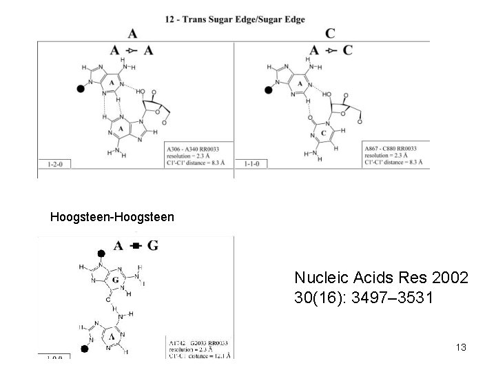 Hoogsteen-Hoogsteen Nucleic Acids Res 2002 30(16): 3497– 3531 13 