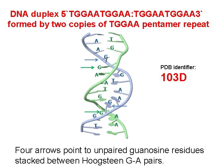 DNA duplex 5`TGGAA: TGGAA 3` formed by two copies of TGGAA pentamer repeat PDB