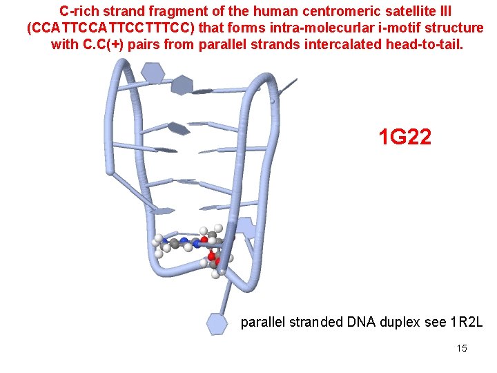 C-rich strand fragment of the human centromeric satellite III (CCATTCCTTTCC) that forms intra-molecurlar i-motif