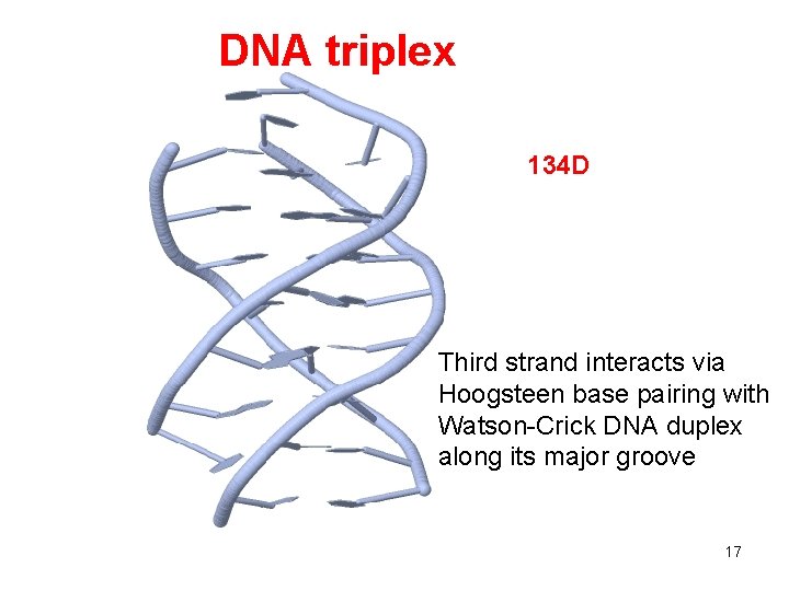 DNA triplex 134 D Third strand interacts via Hoogsteen base pairing with Watson-Crick DNA