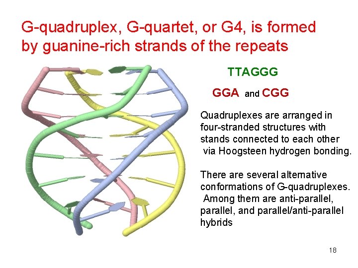 G-quadruplex, G-quartet, or G 4, is formed by guanine-rich strands of the repeats TTAGGG
