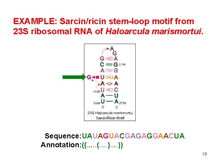 EXAMPLE: Sarcin/ricin stem-loop motif from 23 S ribosomal RNA of Haloarcula marismortui. Sequence: UAUAGUACGAGAGGAACUA